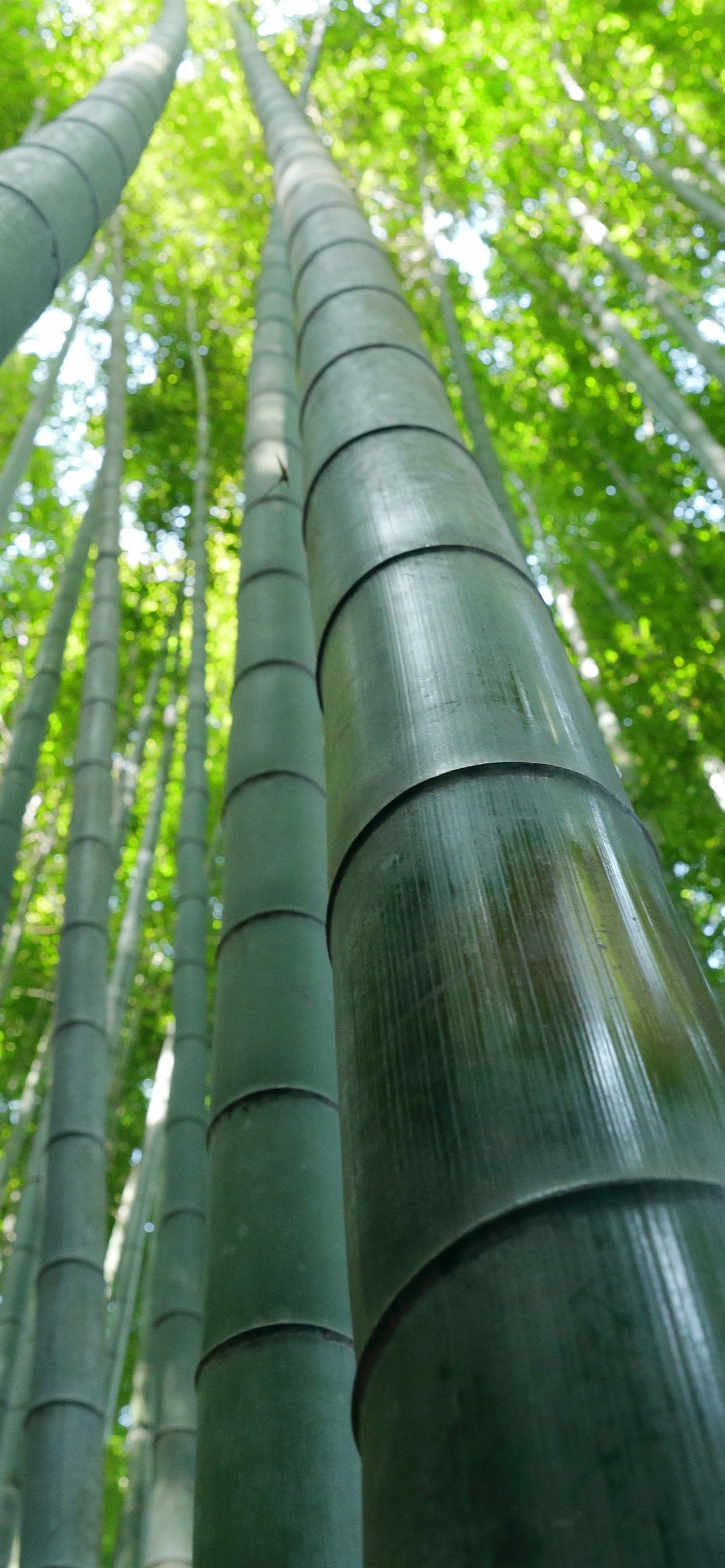 iPhone Wallpaper Bamboo Forest, Green, Summer Xs Max Bamboo