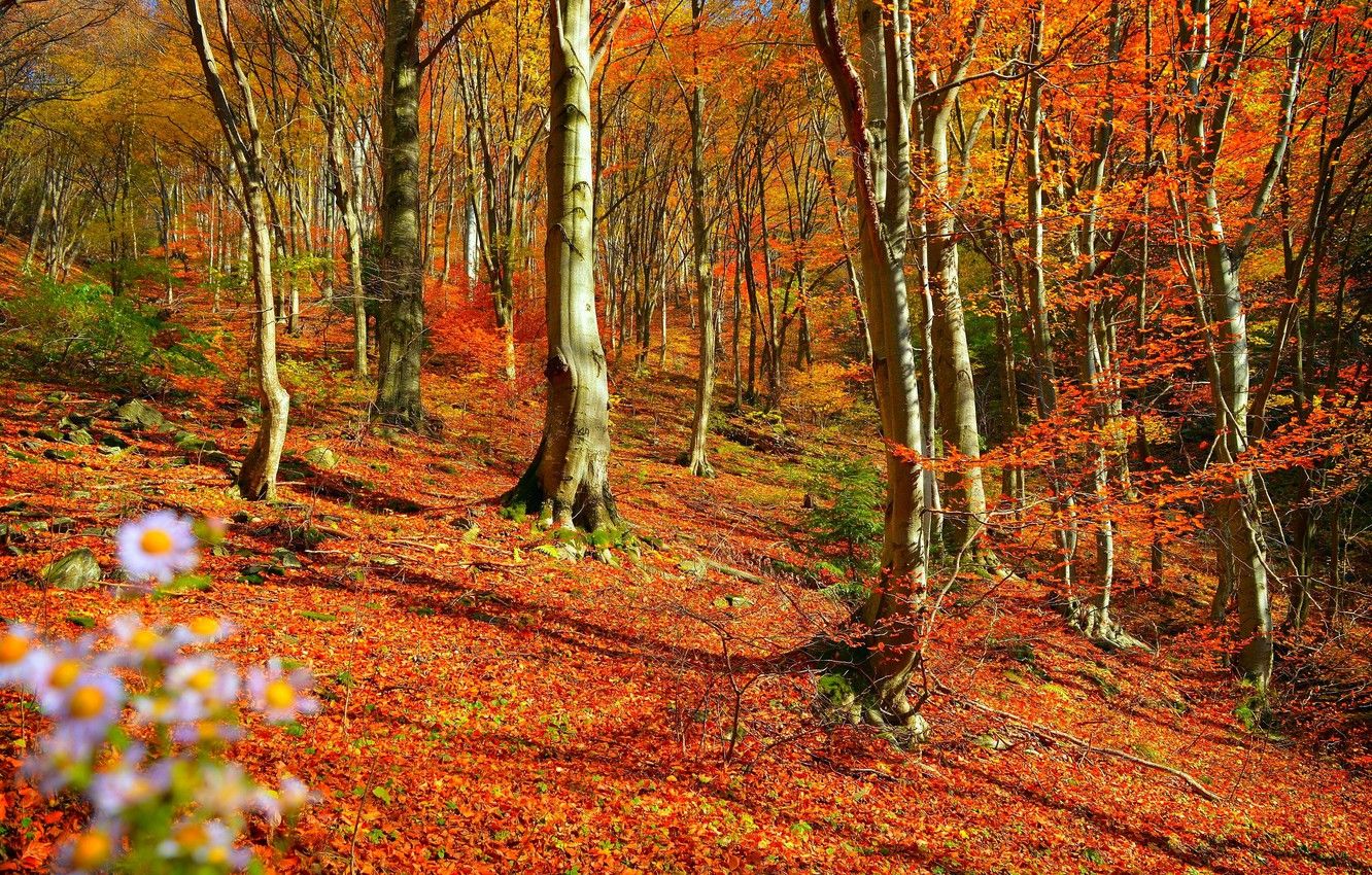 Photo Wallpaper Autumn, Trees, Forest, Fall, Foliage