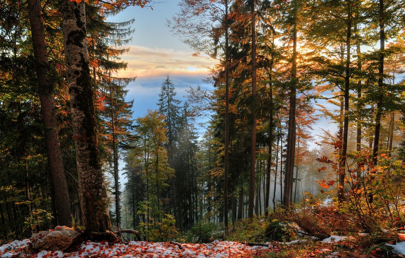 Wallpaper Autumn, Trees, Snow, Forest, Fall, Foliage, Snow, Autumn, Forest, Trees, Leaves image for desktop, section природа