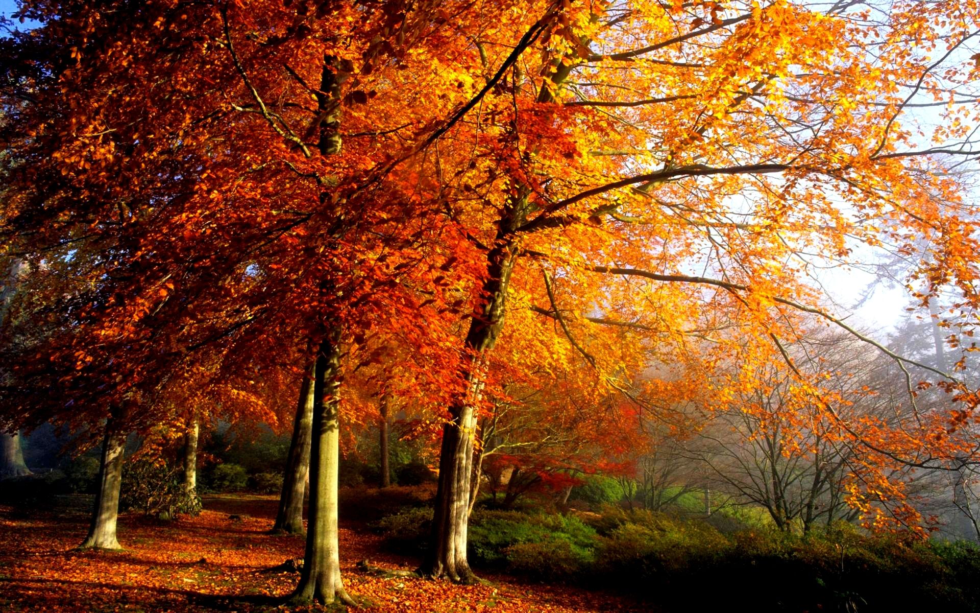 autumn forest AUTUMN TREES