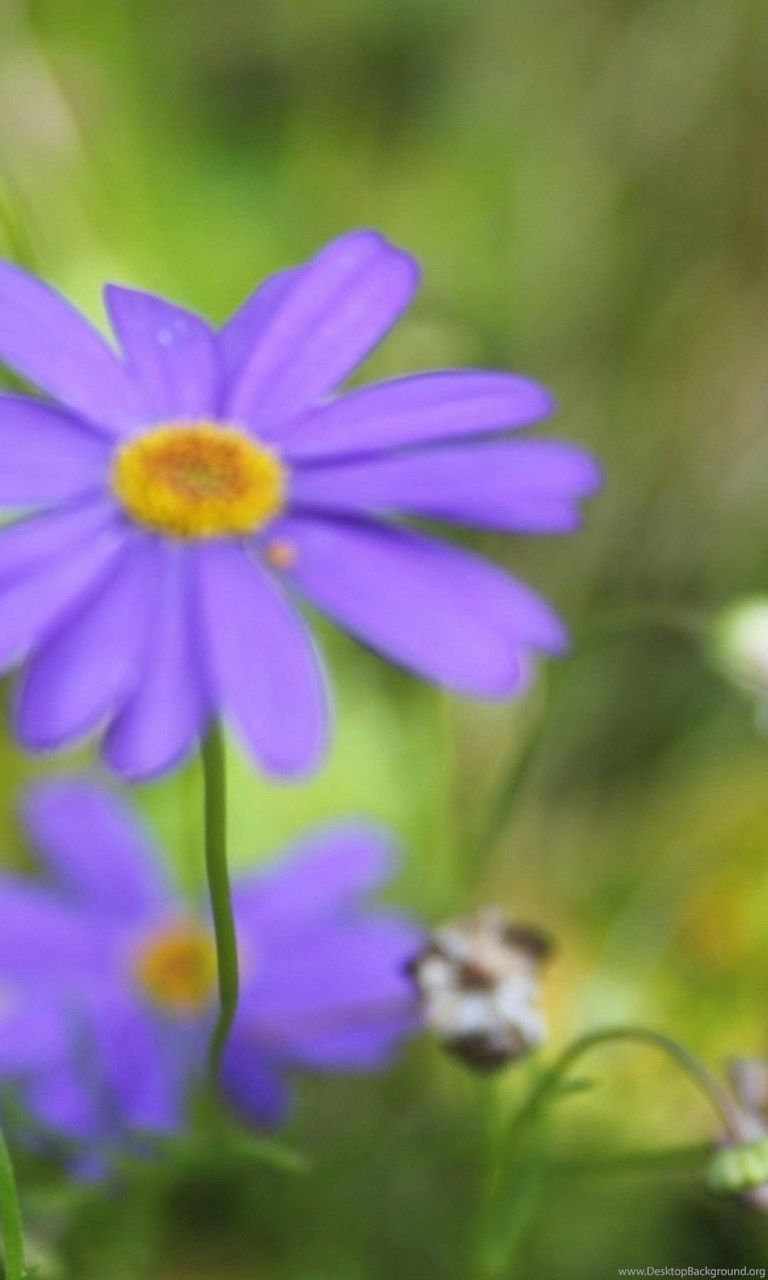 Flowers Summer Nature Green iPhone 6 Wallpaper HD And 1080P 6. Desktop Background