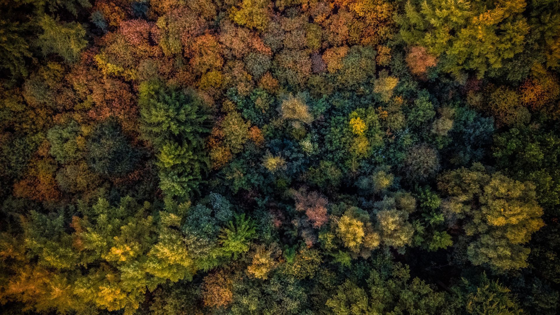 Desktop wallpaper autumn, trees, forest, aerial view, HD image, picture, background, f74f10