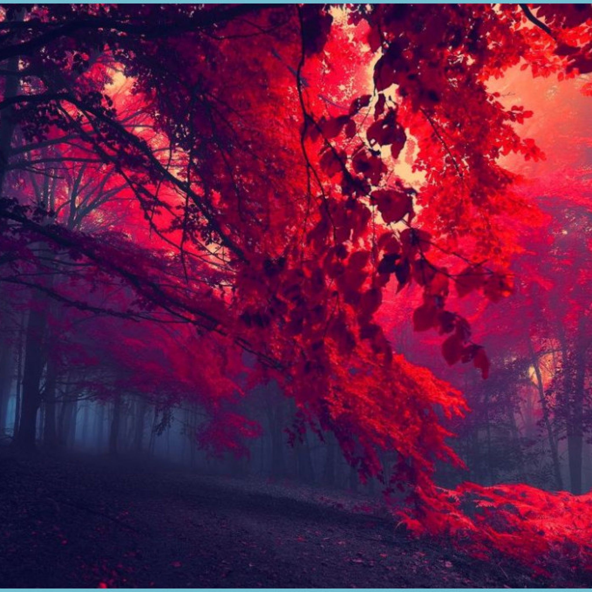 Forest Autumn Trees Fog Red Dark Beautiful Amazing Wallpaper Red Wallpaper