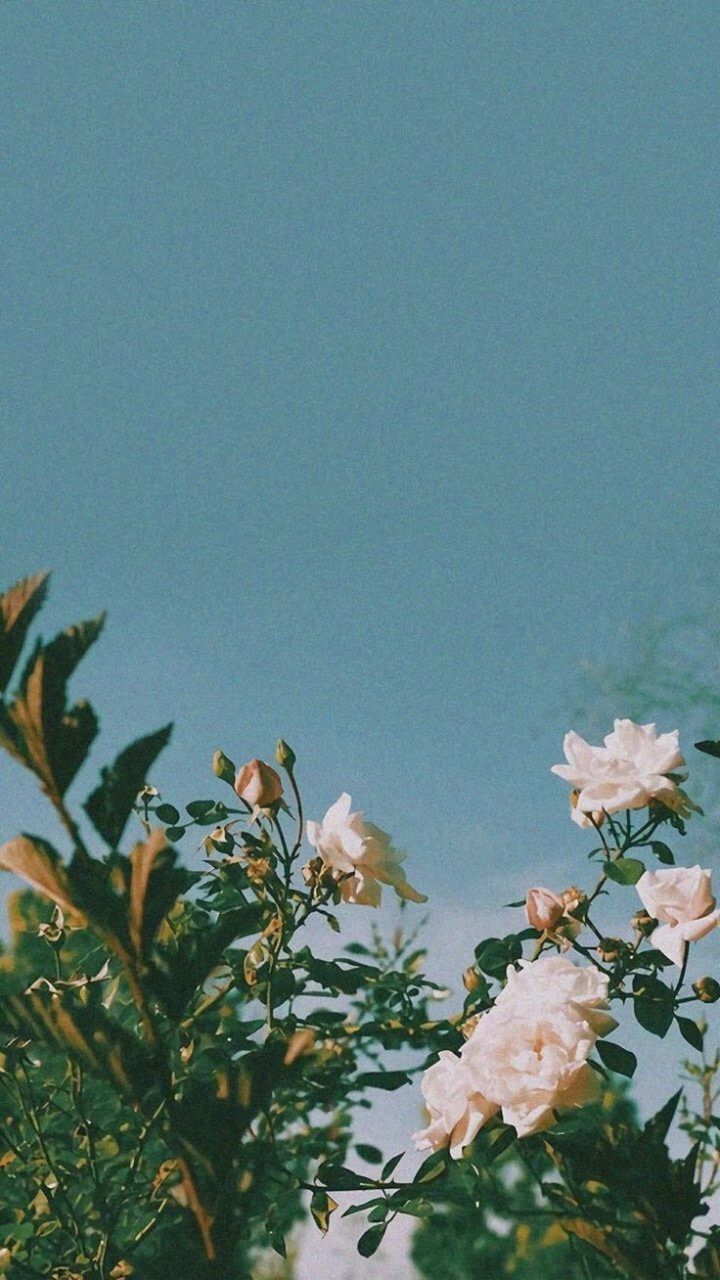 Summer Flowers Wallpaper