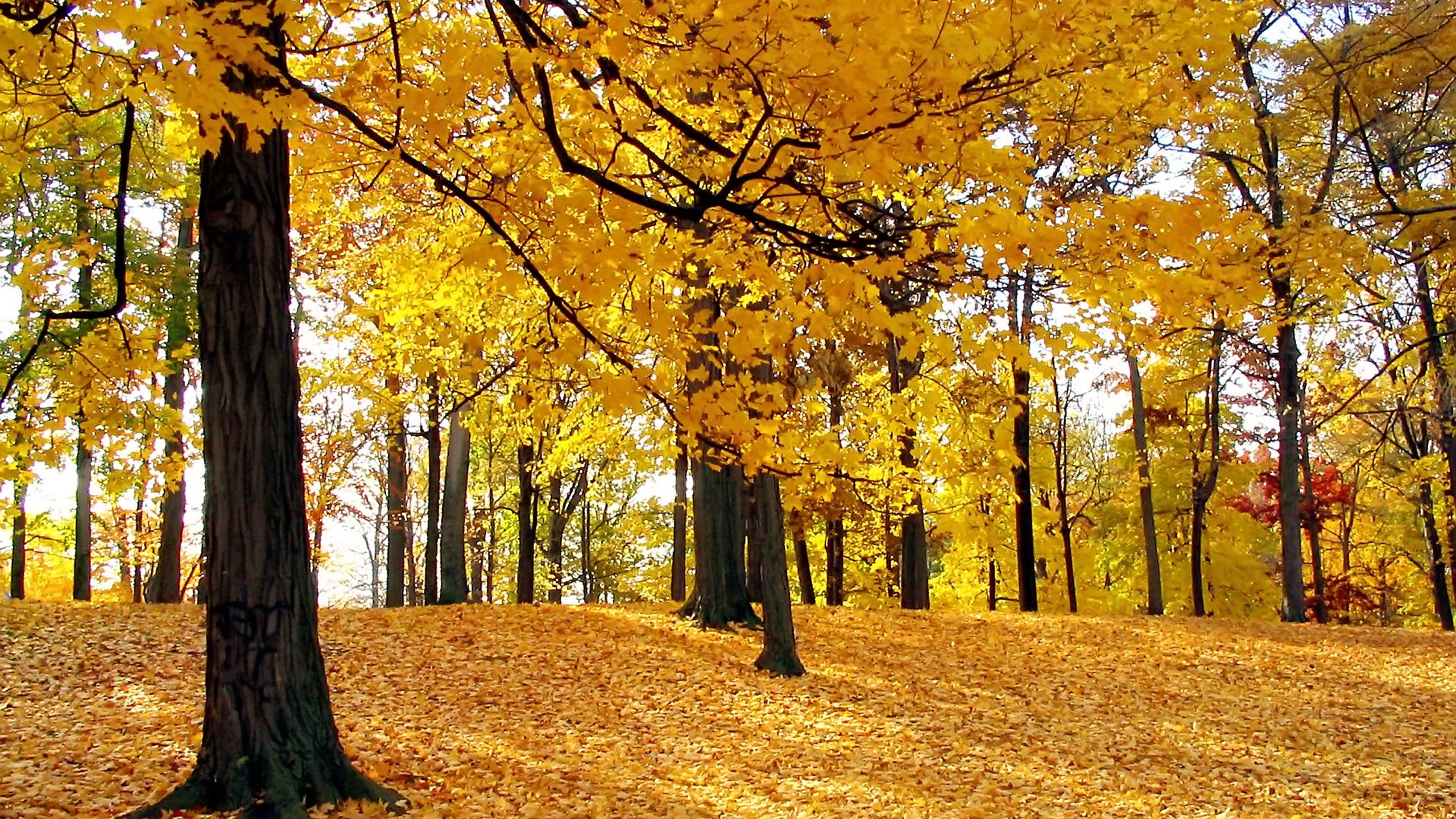 Невероятная осень. Осенний парк. Осенний лес. Золотая осень в лесу. Осень листопад.