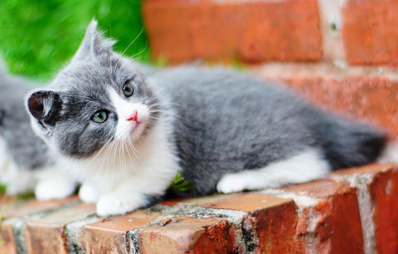 Wallpaper cat, kitty, Munchkin image for desktop, section кошки