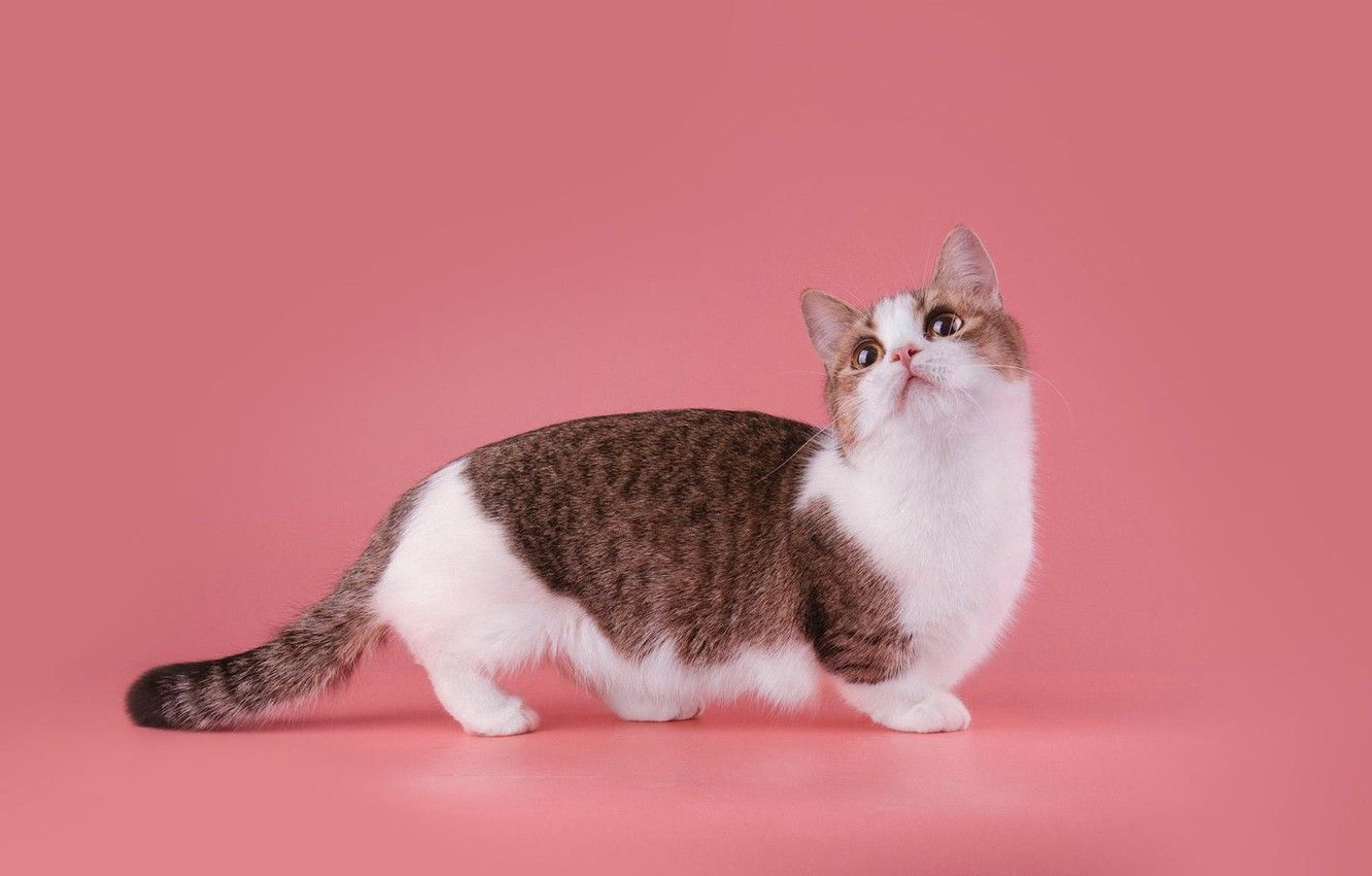 Wallpaper cat, cat, look, pose, kitty, muzzle, cute, is, kitty, pink background, yellow eyes, Studio, Mimi, white with brown, Munchkin, short legs image for desktop, section кошки