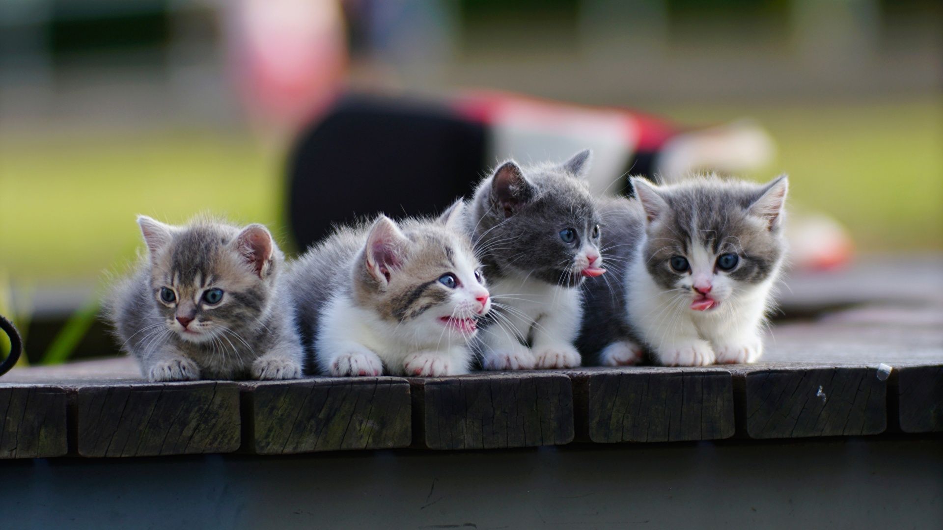 Picture kitty cat Cats Munchkin Cute Four 4 Animals 1920x1080