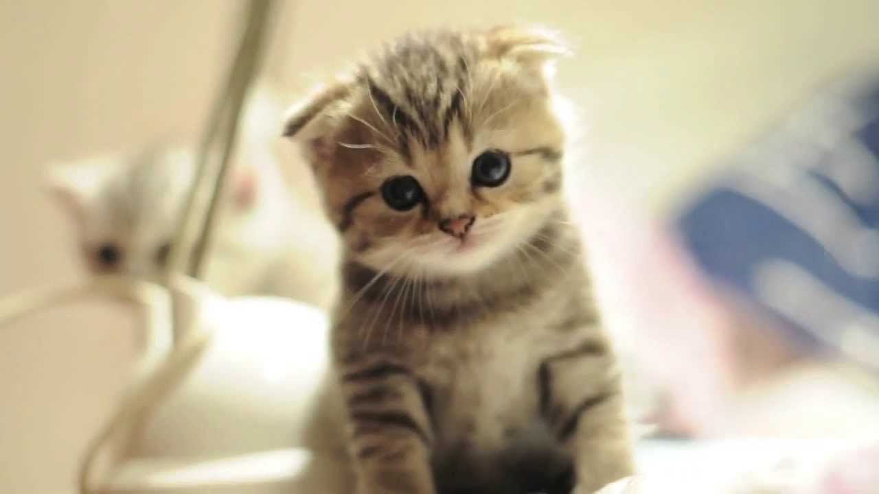 Baby Munchkin Cat Wallpaper