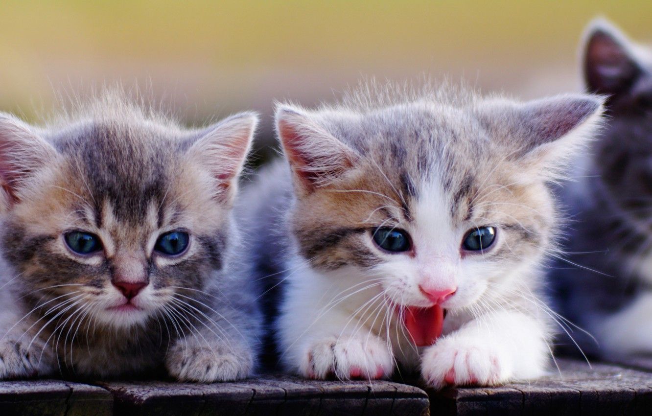 Wallpaper kittens, kids, faces, Munchkin image for desktop, section кошки