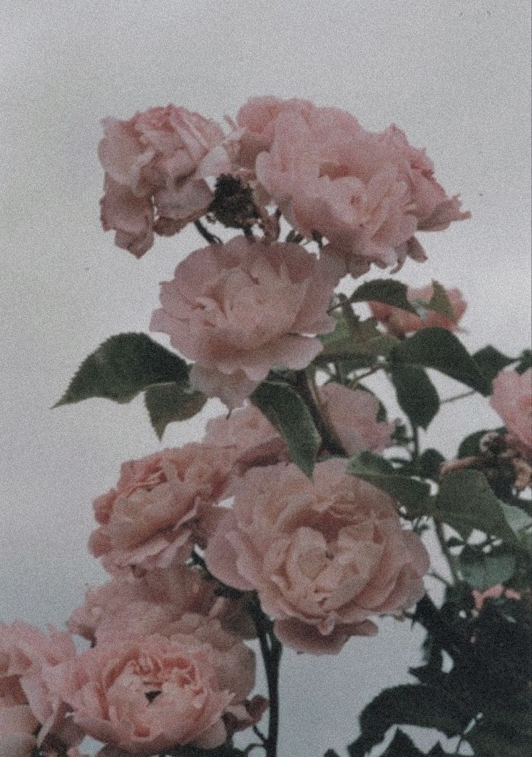 Dusty Pink Aesthetic Picture