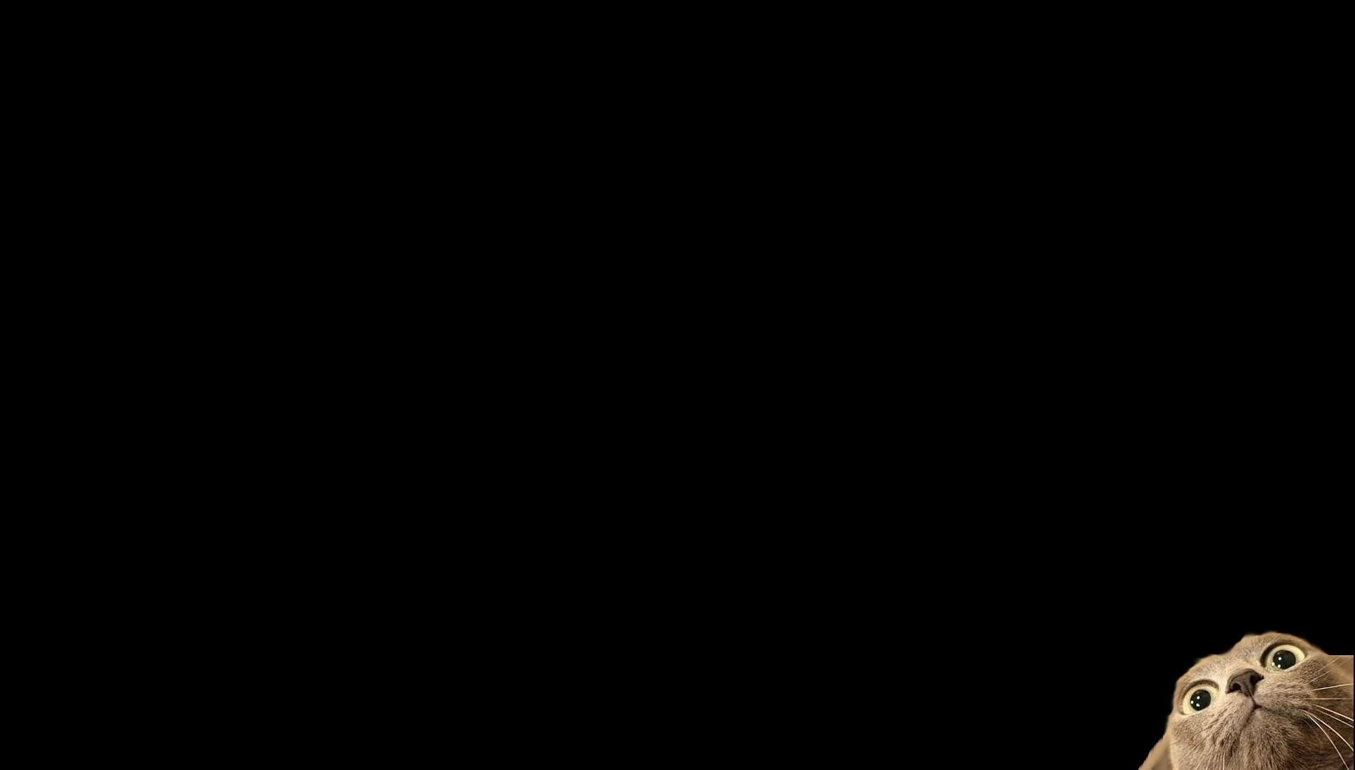 Free download peekaboo cat high resolution HD Wallpaper Animals Zoo 380956 [1900x1080] for your Desktop, Mobile & Tablet. Explore 1900 x 1080 Desktop Wallpaper x 1080 HD Wallpaper, HD 1920 x 1080 Wallpaper, Military Wallpaper 1900 x 1080