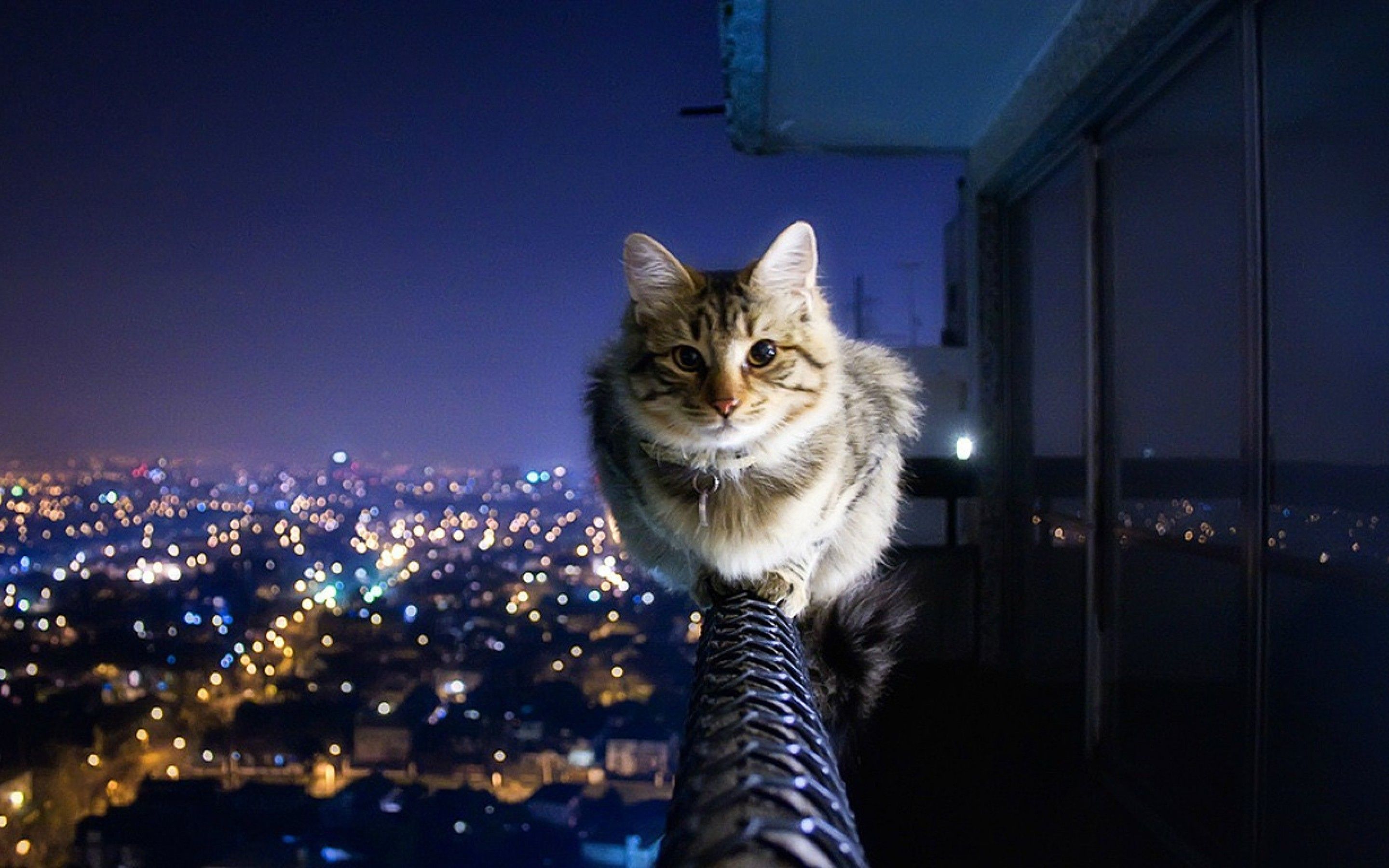 Cat cityscape HD Wallpaper 15 Retina Macbook Pro