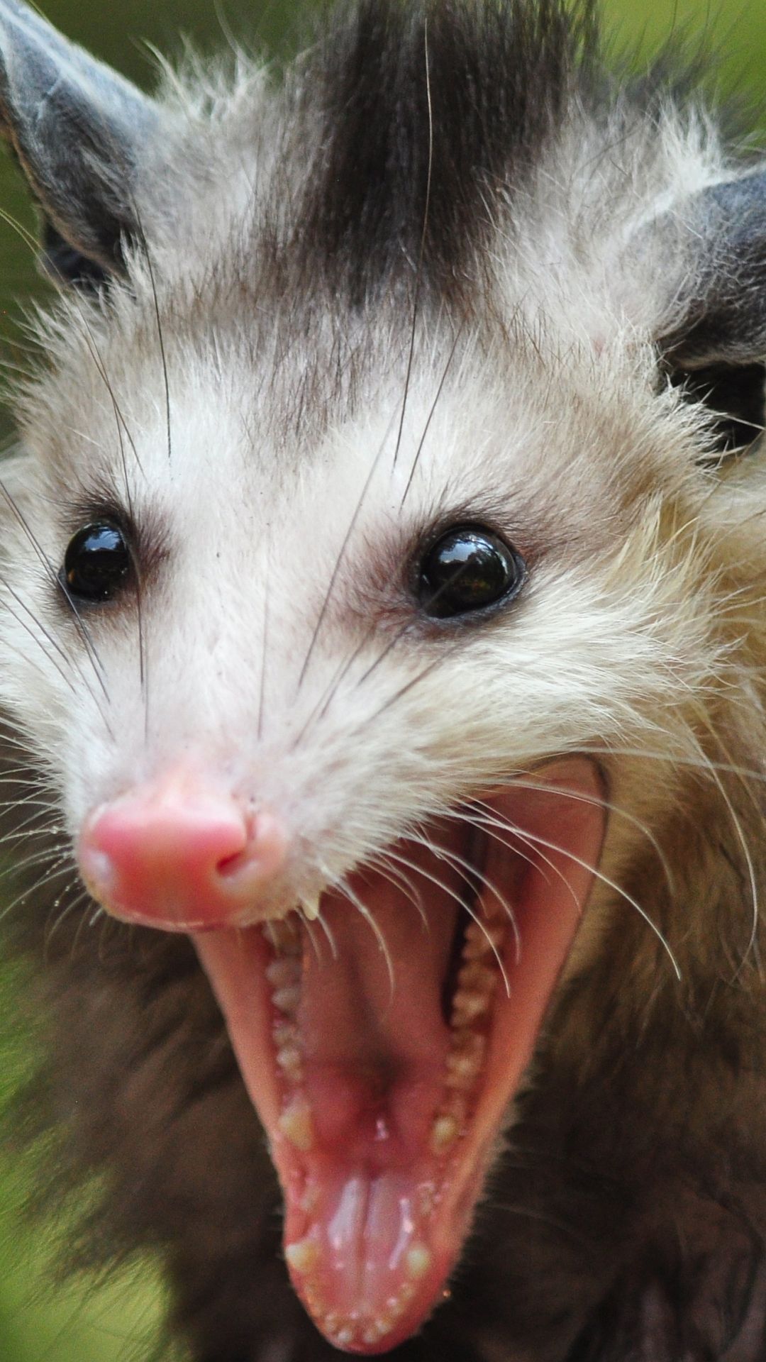 Possum Wallpapers - Wallpaper Cave