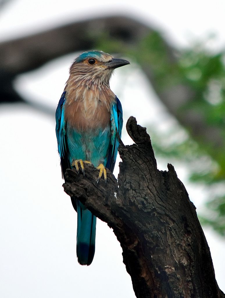 Neelkanth Bird Wallpaper Bird HD Wallpaper Download