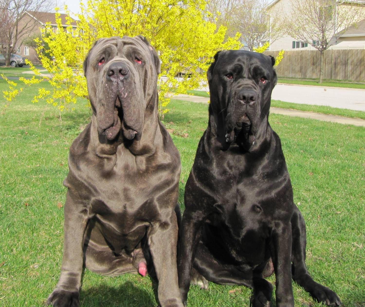 Two Neapolitan Mastiff dogs photo. Italian mastiff dog, Mastiff dog breeds, Bull mastiff dogs