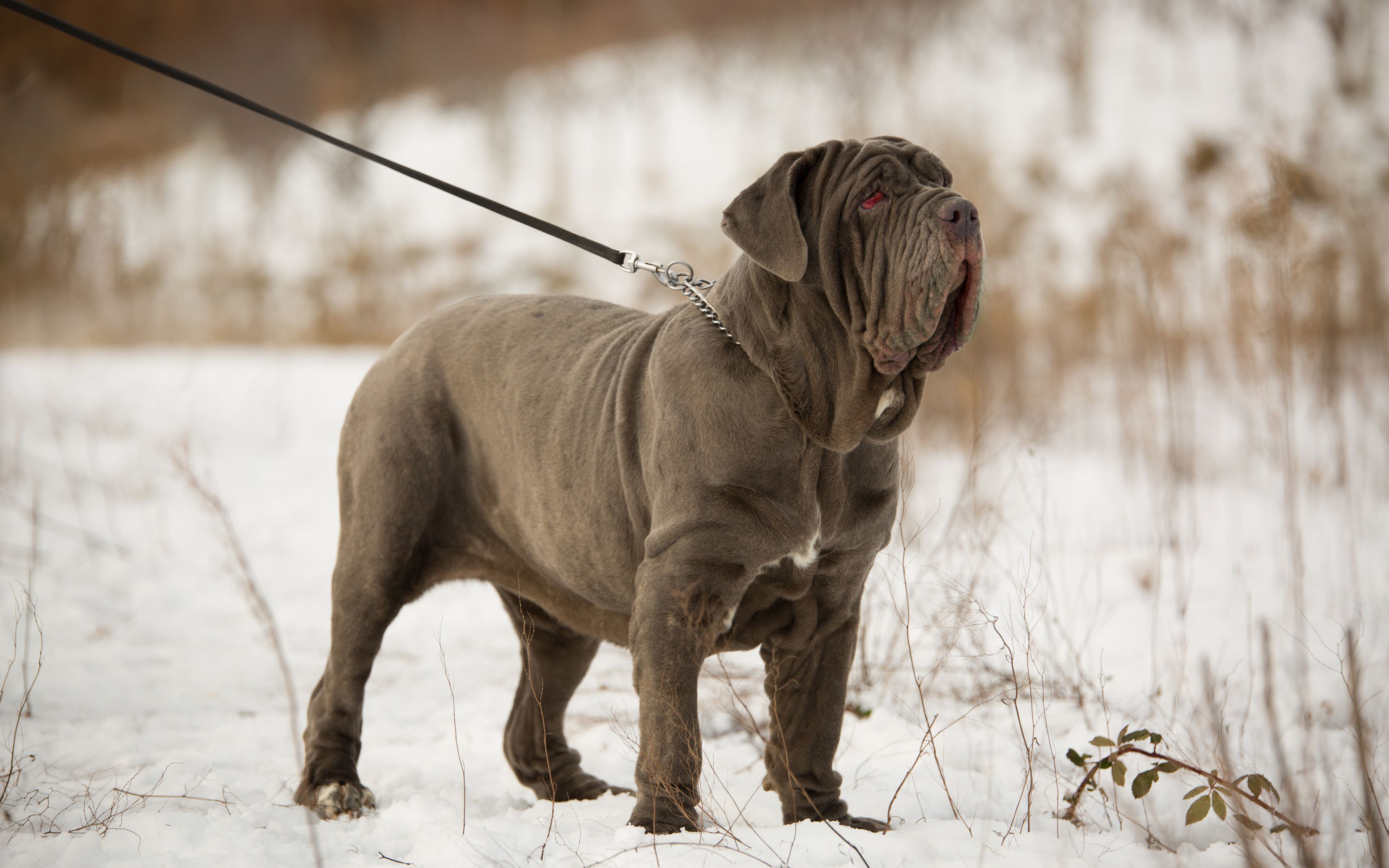 Download wallpaper Neapolitan Mastiff, big gray dog, red eyes, pets, dogs, Italian breeds of dogs, 4k, Mastino Napoletano for desktop with resolution 3840x2400. High Quality HD picture wallpaper