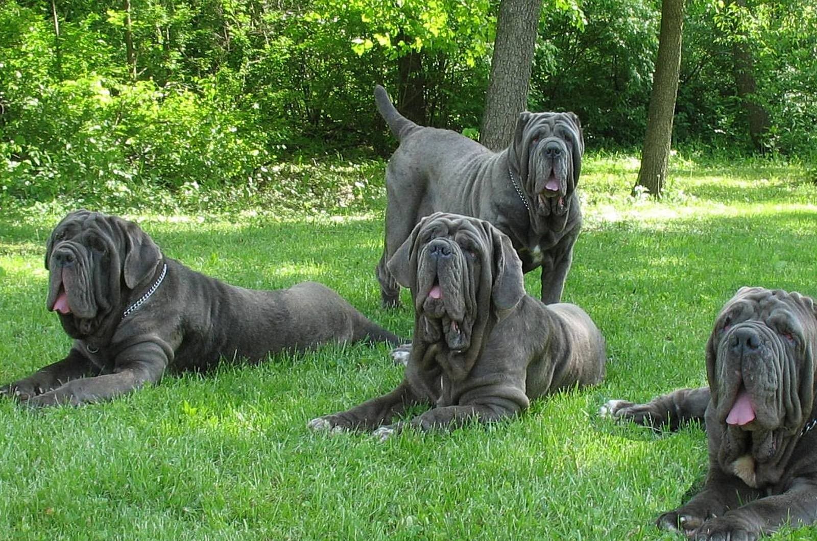 Neapolitan Mastiff. Photo of dogs. Neapolitan Mastiff, dog fighting, large size