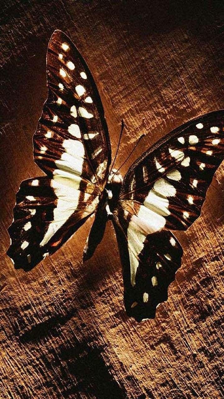 Brown butterfly wallpaper. Butterfly wallpaper, Butterfly, Brown butterflies