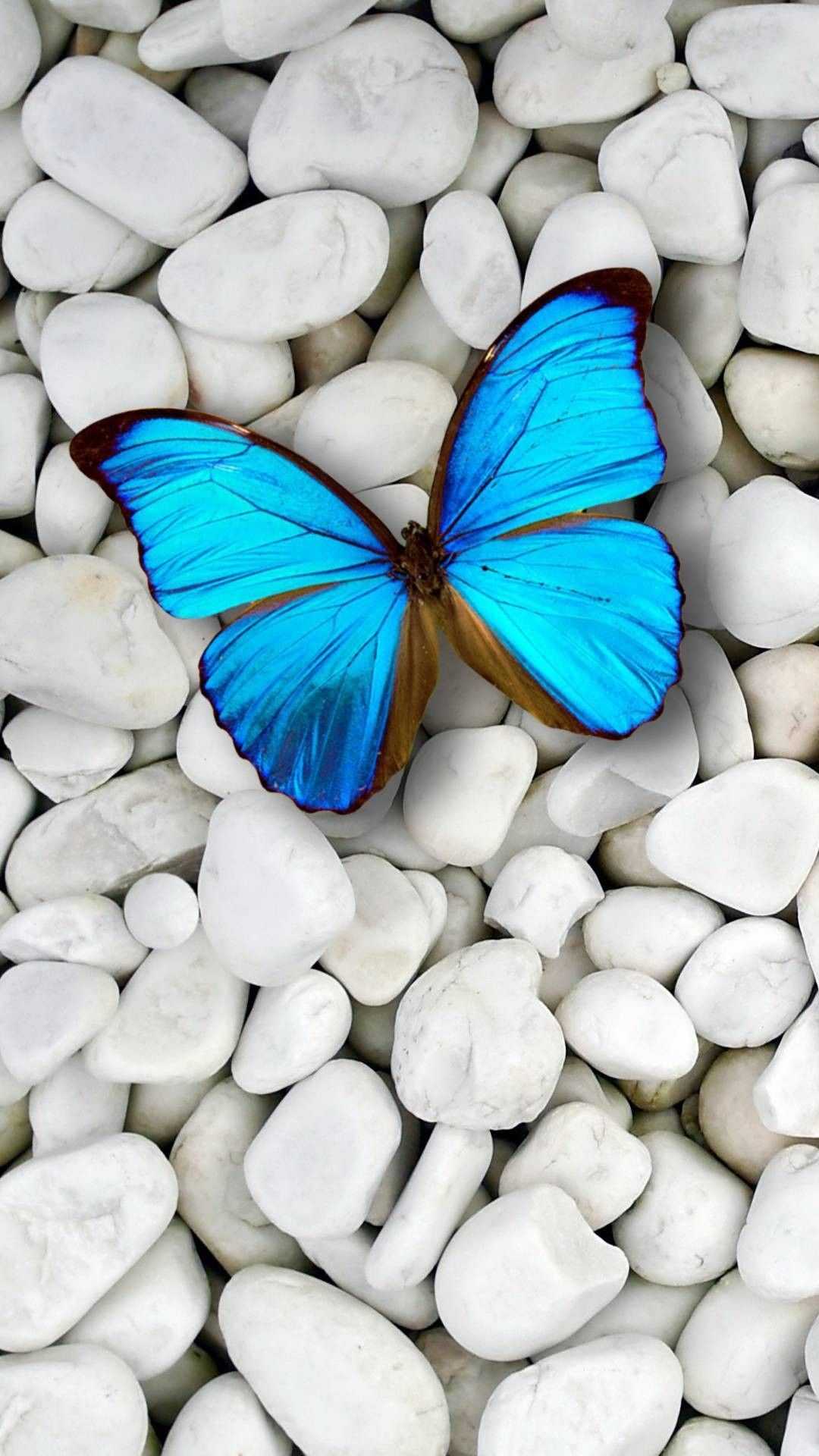 Blue Butterfly Wallpaper