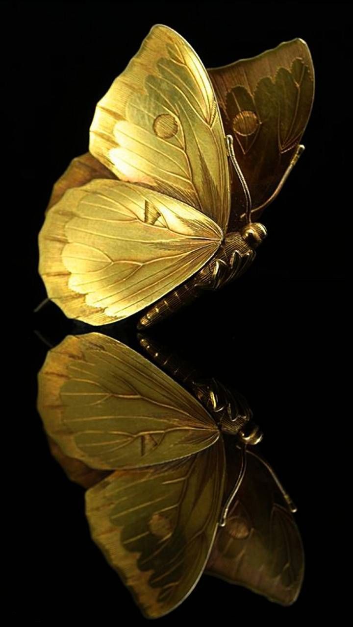 Gold and Black Butterfly Wallpaper Free Gold and Black Butterfly Background