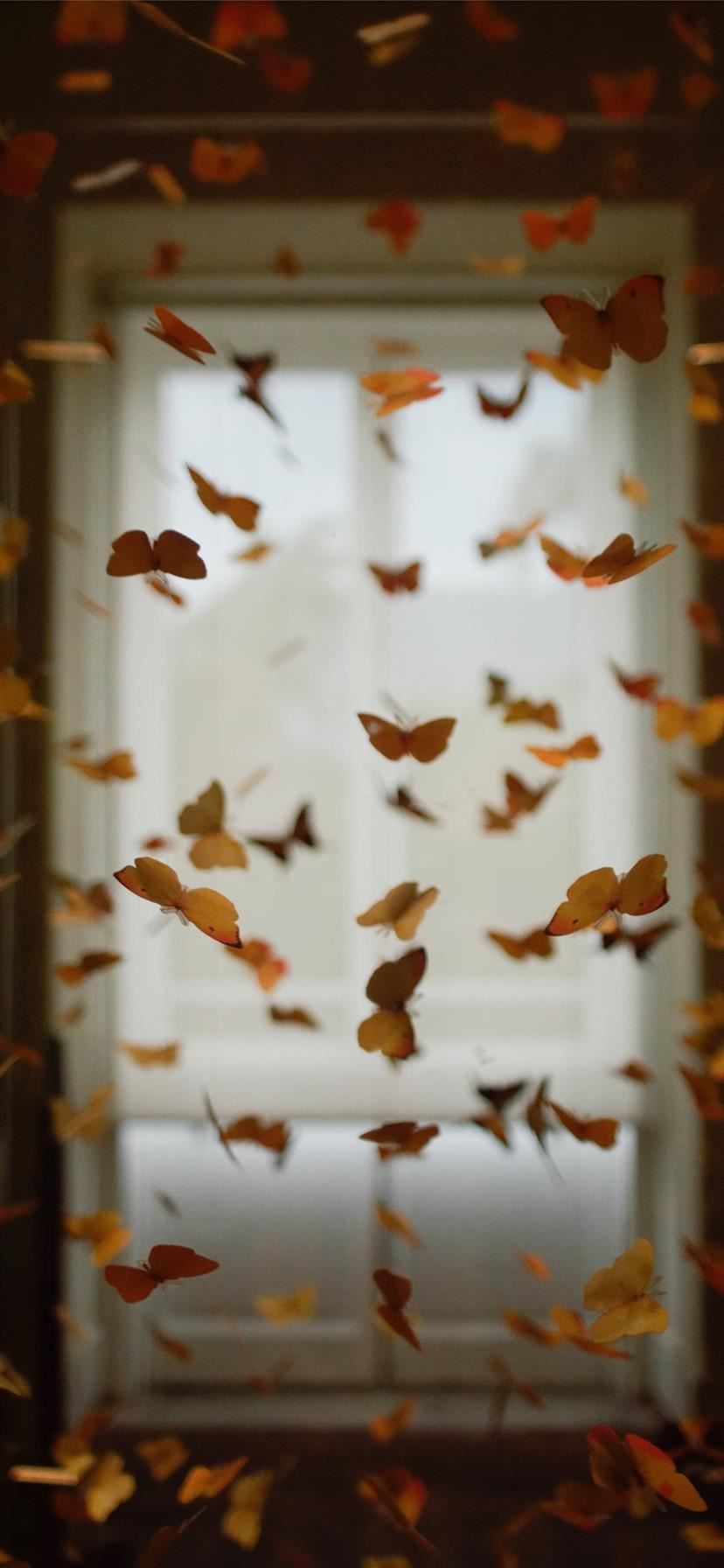 Best Butterfly iPhone 11 HD Wallpaper
