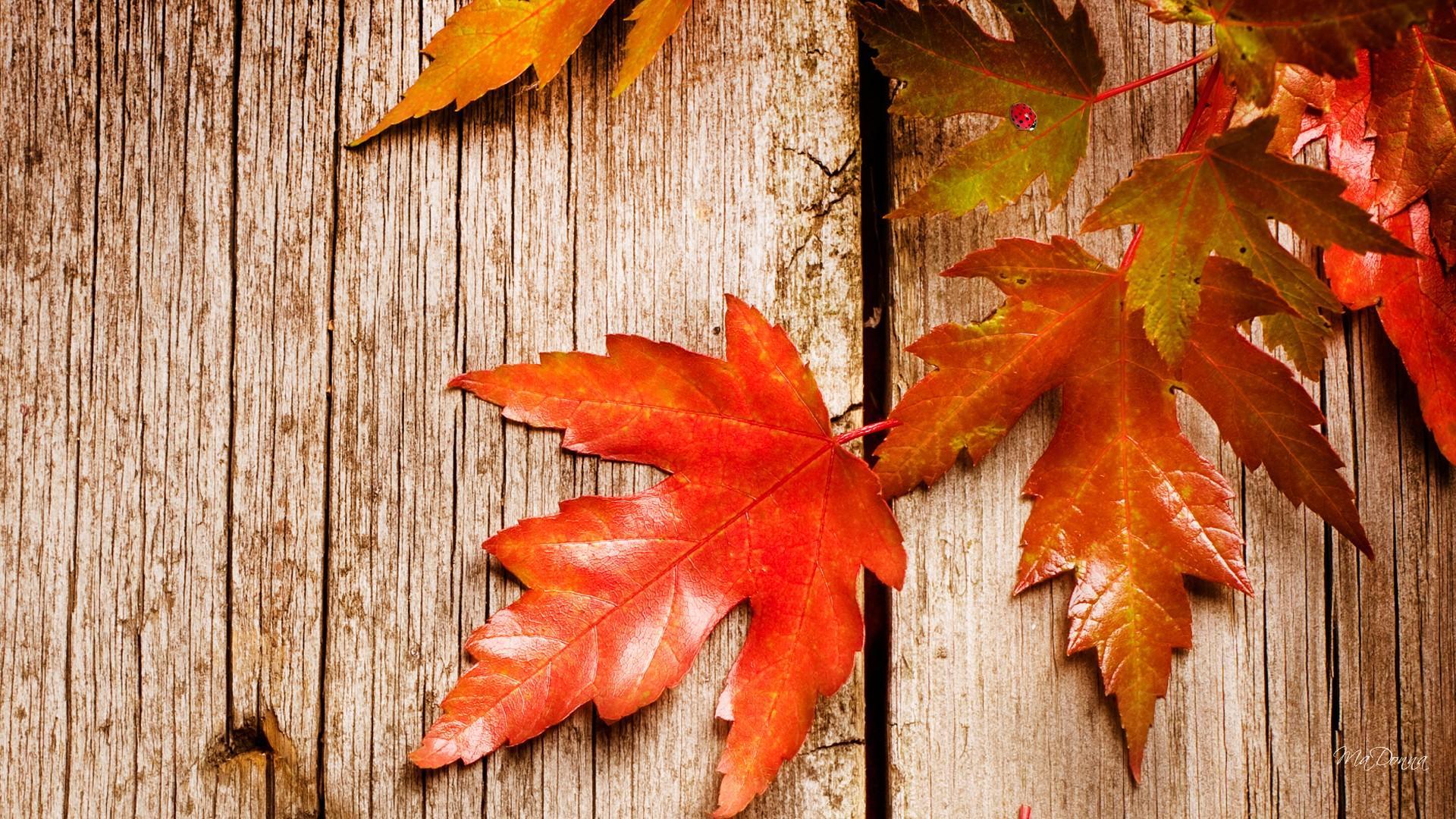 Mùa Thu (Autumn): Mùa thu với những lá rụng đỏ rực rỡ, những cơn gió mát lành và những bức ảnh tuyệt đẹp sẽ đưa bạn vào không gian trầm lắng và yên tĩnh. Cùng ngắm nhìn những hình ảnh đầy sắc màu và tìm lại những cảm giác của mùa thu trong tâm hồn.