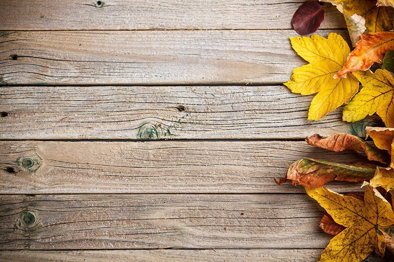Fall Wood Wallpapers