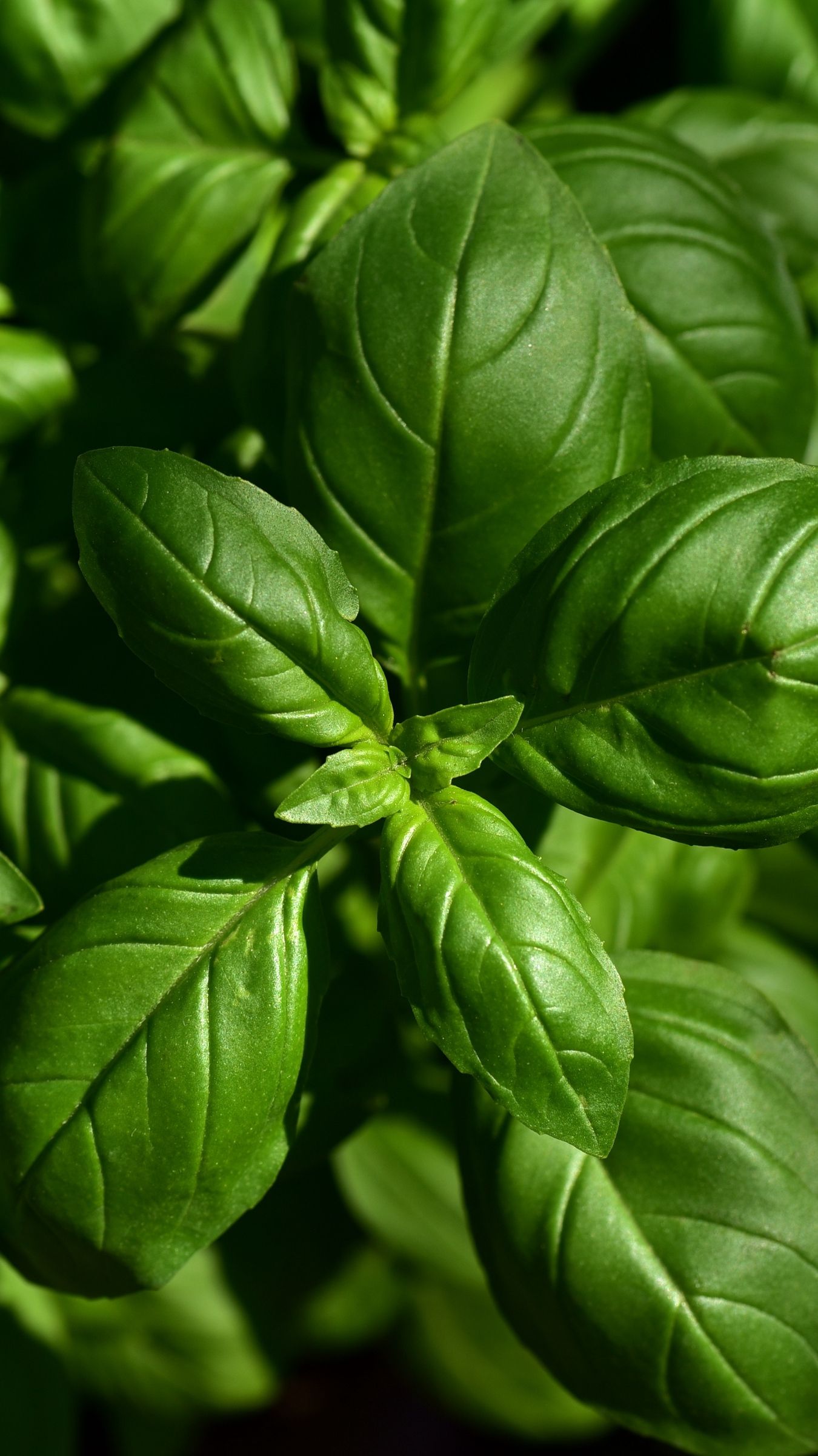 Basil Wallpaper