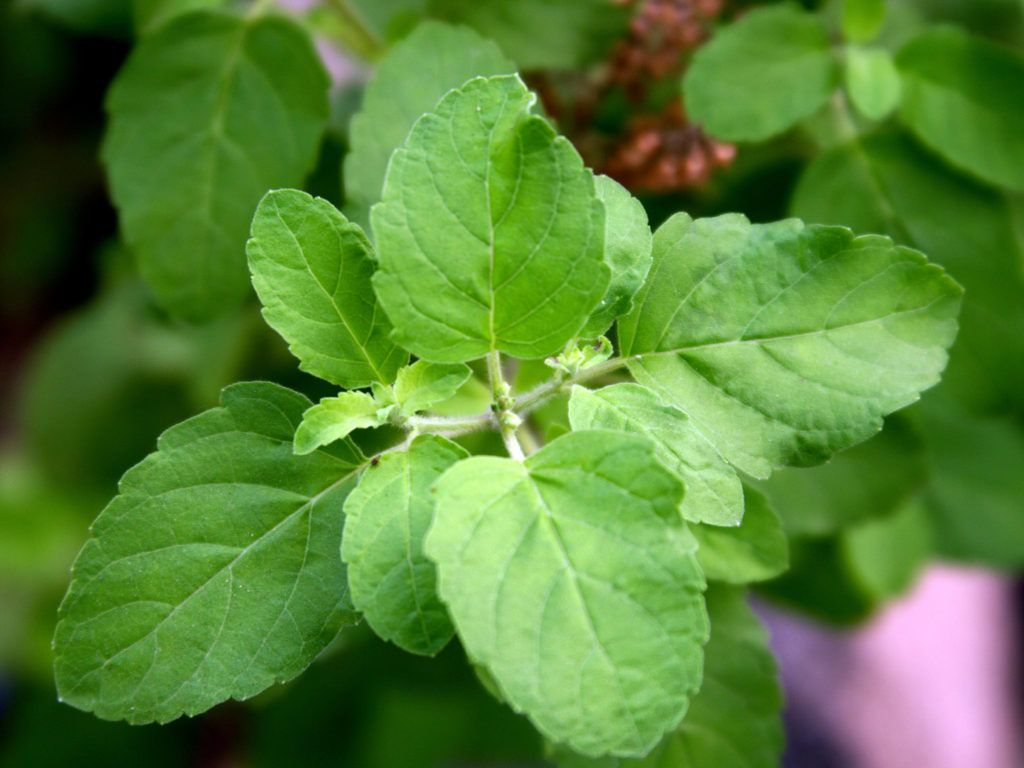 Natural, Whole Plant Mood Boosters