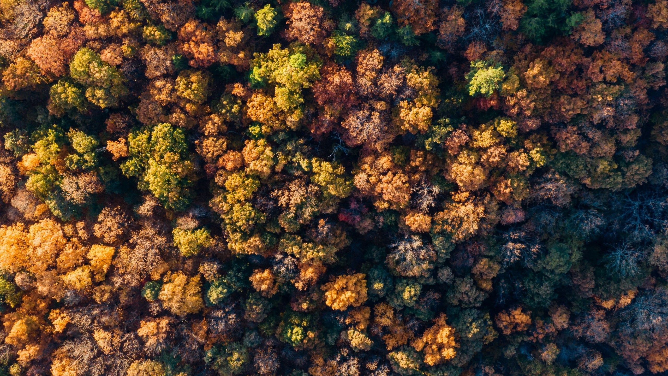 Download 2560x1440 Autumn, Forest, Top View, Aerial View, Drone Shot Wallpaper for iMac 27 inch