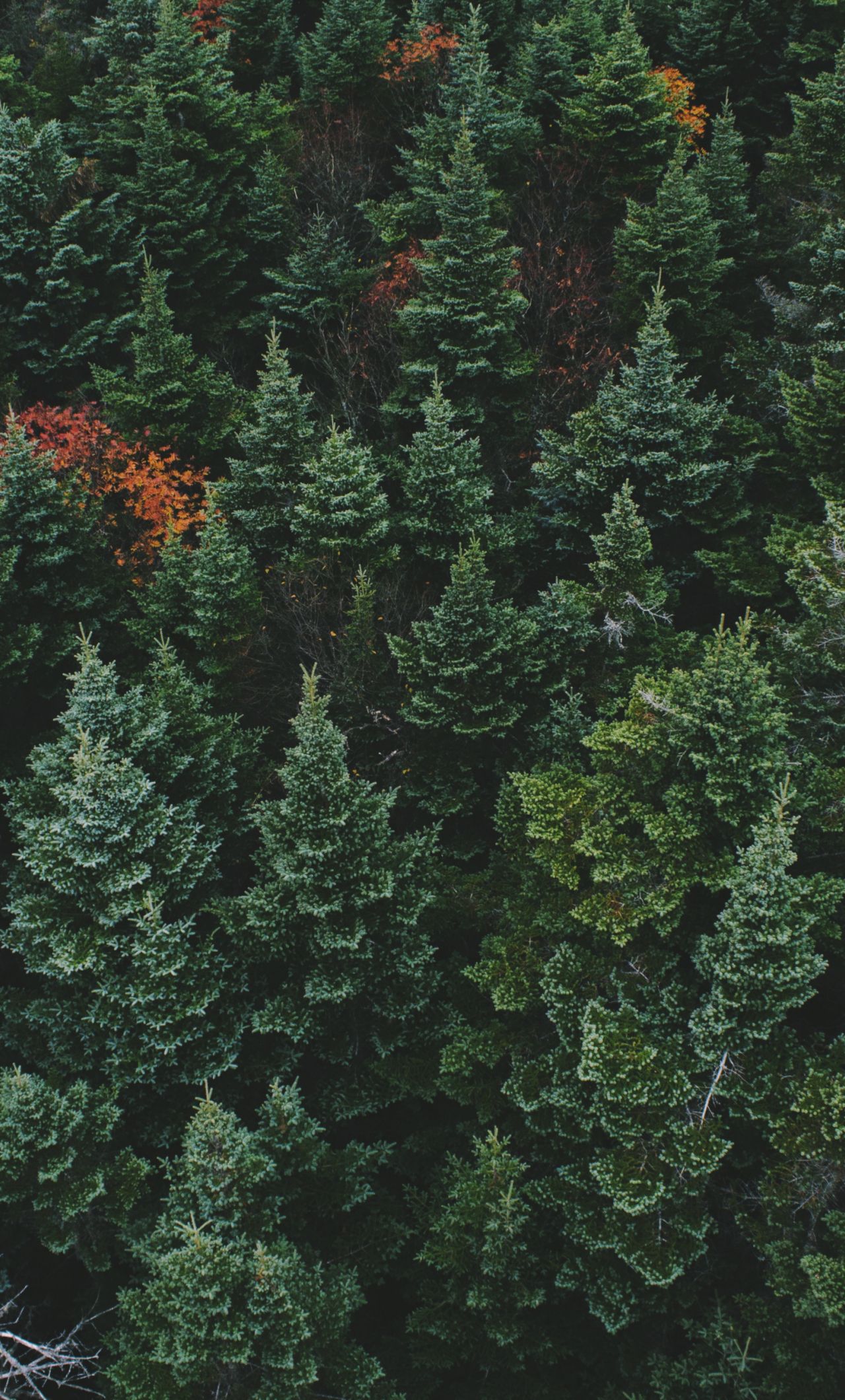 Download 1280x2120 wallpaper drone shot, forest, green trees, nature, iphone 6 plus, 1280x2120 HD image, background, 15689