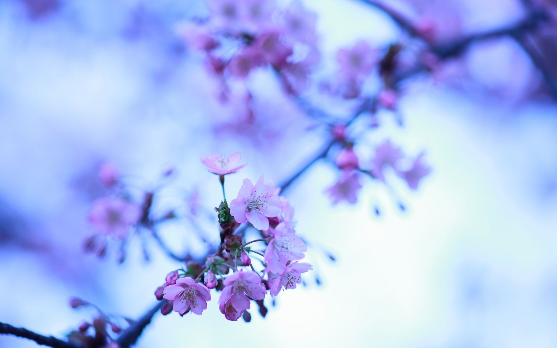 cherry, Blossom, Flowers, Macro Wallpaper HD / Desktop and Mobile Background