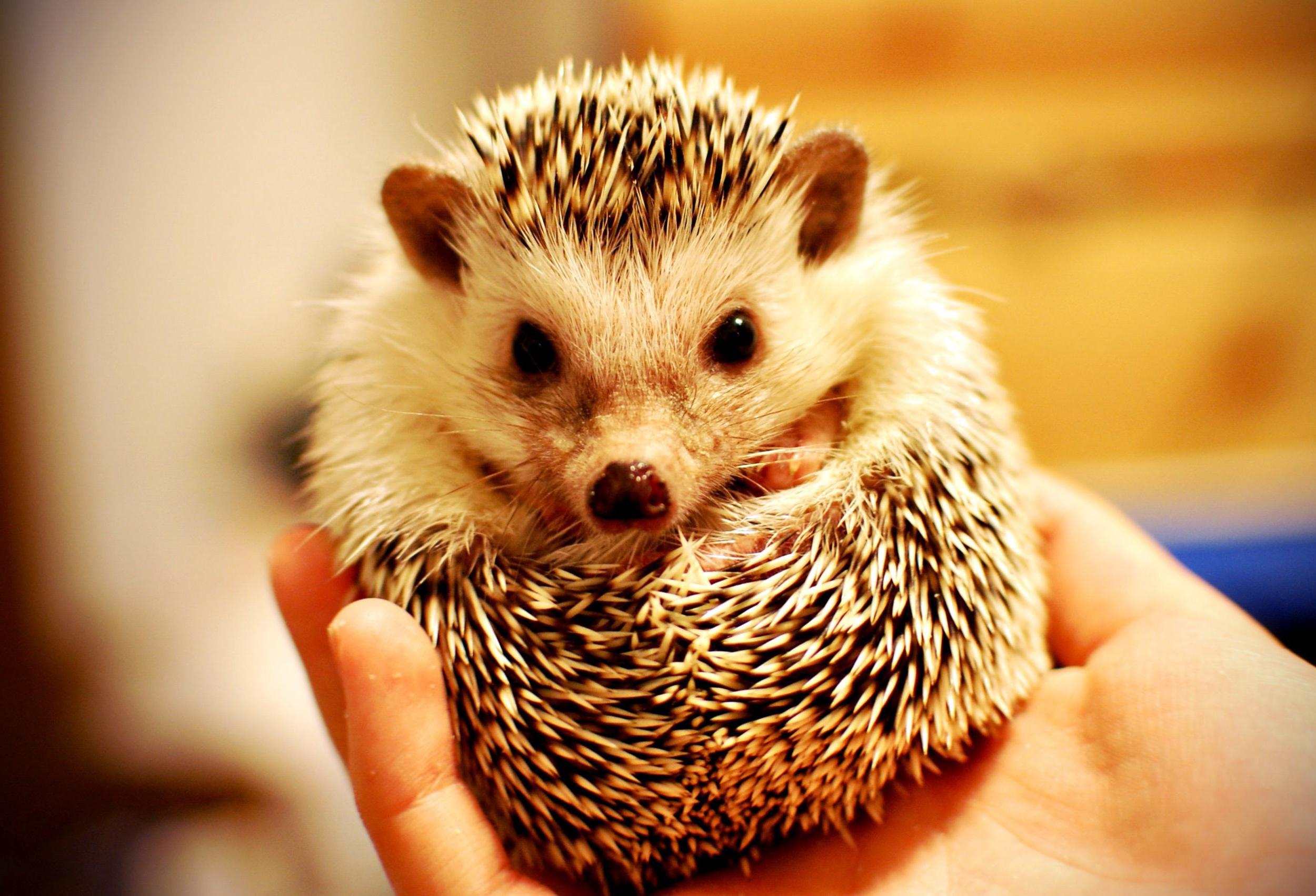 hedgehog wallpaper hd