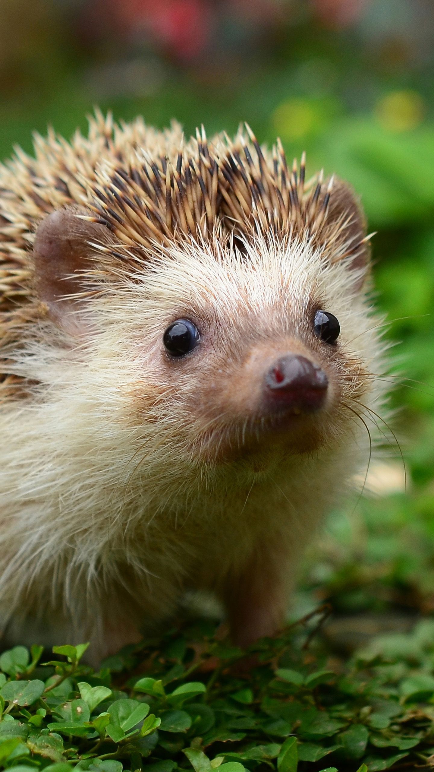 Hedgehog Wallpaper. Cute animals, Baby animals picture, Animal wallpaper