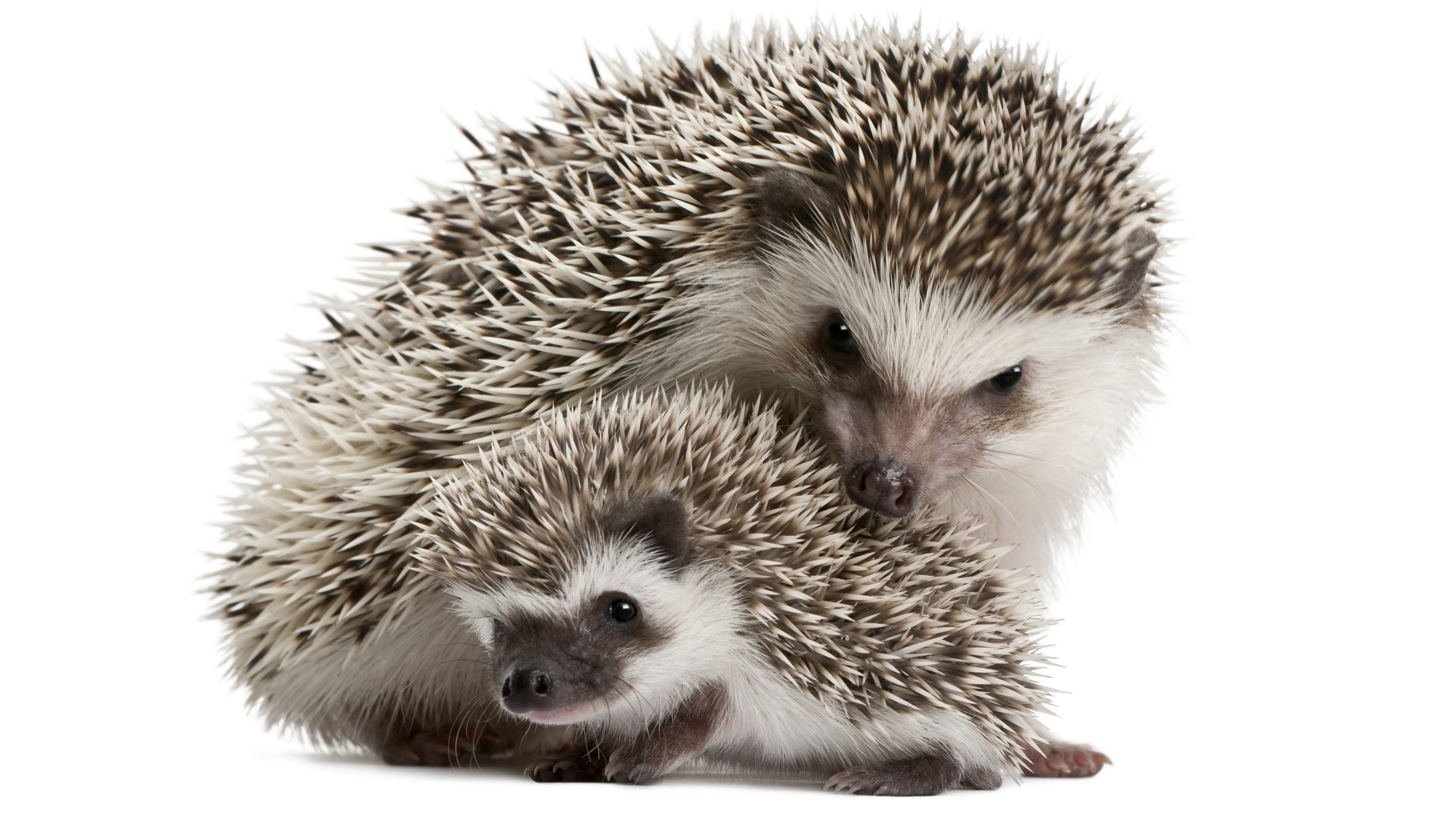Cute Hedgehog Wallpaper
