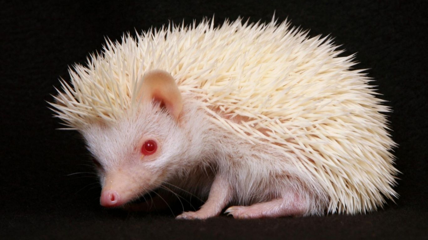 Free download Funny baby hedgehog wallpaper for desktop Funny Animal [1440x900] for your Desktop, Mobile & Tablet. Explore Hedgehog Wallpaper. Sonic The Hedgehog Wallpaper, Shadow The Hedgehog Wallpaper HD
