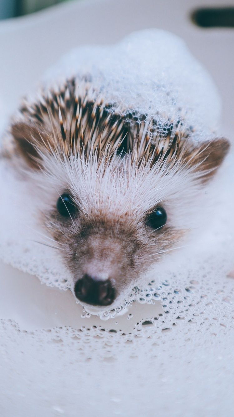 Cute Hedgehog Wallpaper stock vector Illustration of adorable  96362770