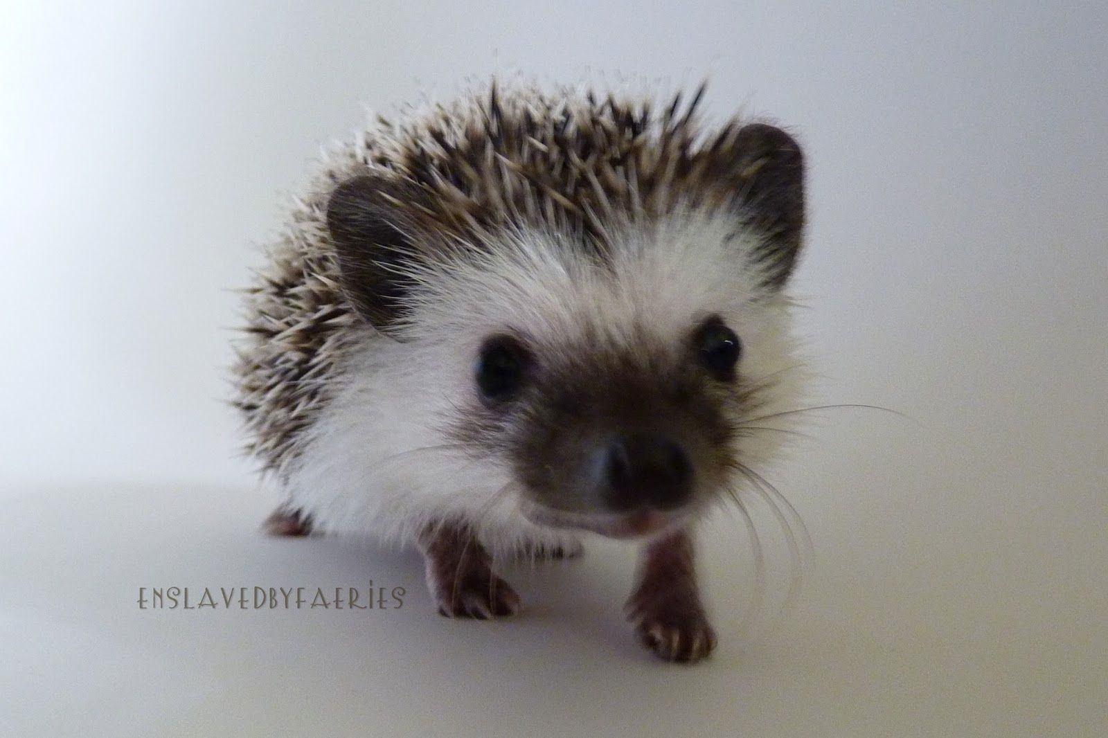 Cute Hedgehog Wallpaper