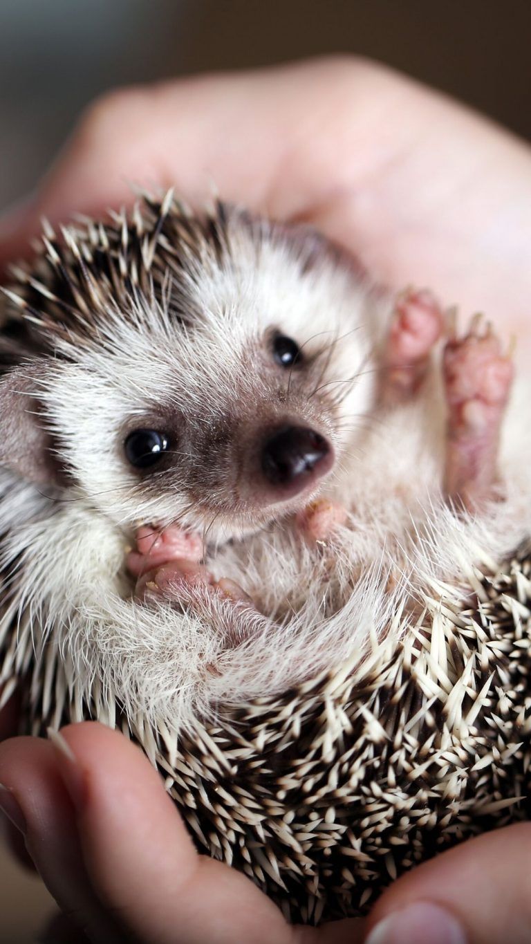 Baby Hedgehog Wallpapers - Wallpaper Cave