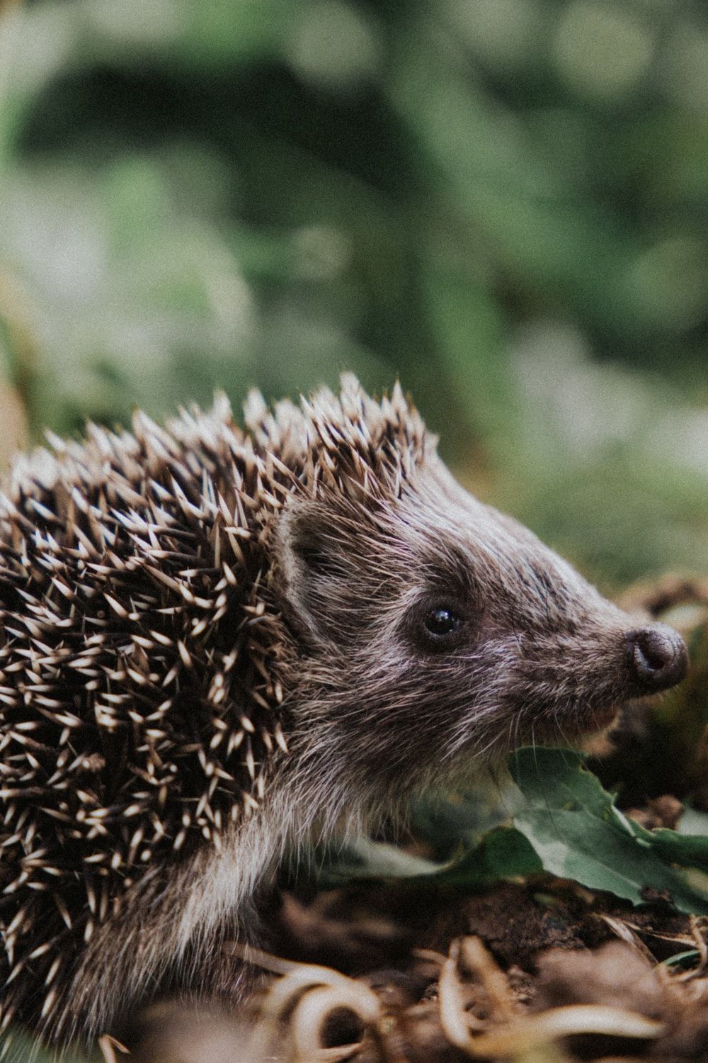 hedgehog wallpaper hd