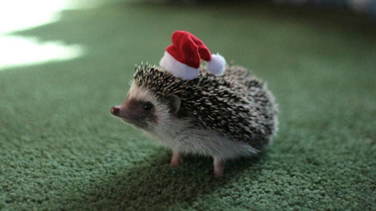 Hedgehog With Christmas Hat HD Wallpaper