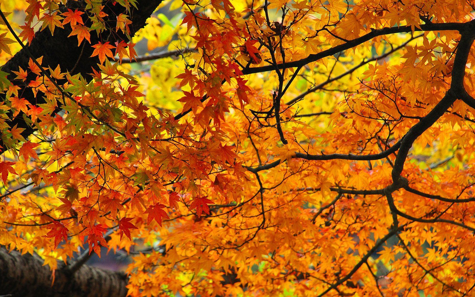 Autumn Branch Wallpaper and Background Imagex1000