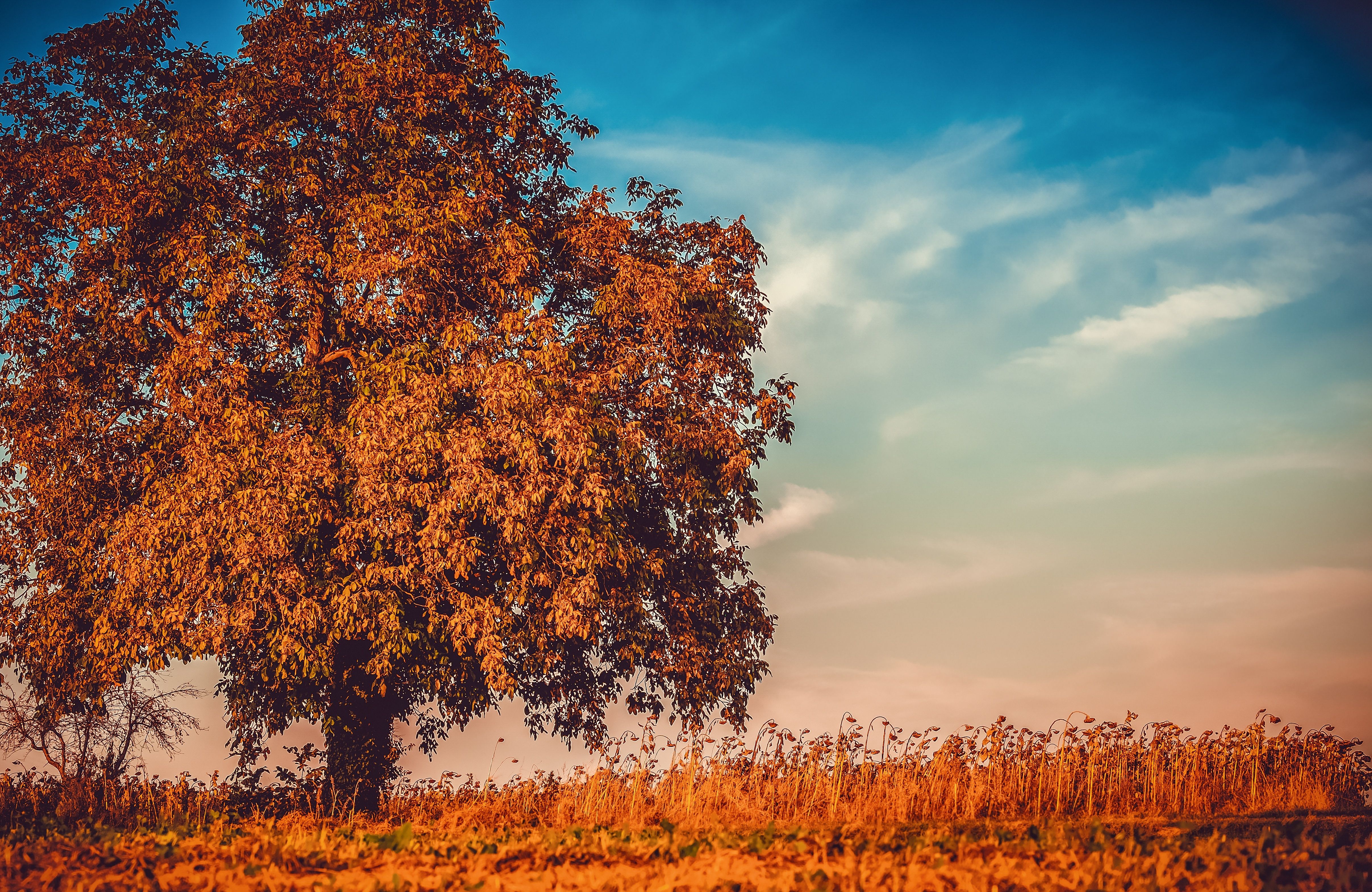 Autumn Tree Branches 4k, HD Nature, 4k Wallpaper, Image, Background, Photo and Picture