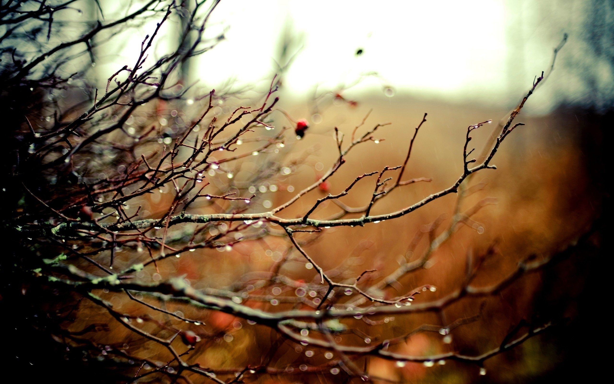 nature, Autumn, Rain, Bokeh, Depth, Of, Field, Branches Wallpaper HD / Desktop and Mobile Background