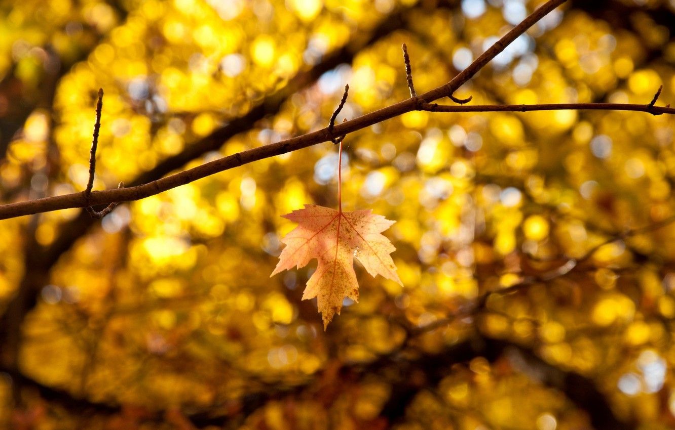 Wallpaper autumn, leaves, macro, branches, yellow, background, tree, widescreen, Wallpaper, blur, leaf, wallpaper, leaf, widescreen, background, autumn image for desktop, section макро
