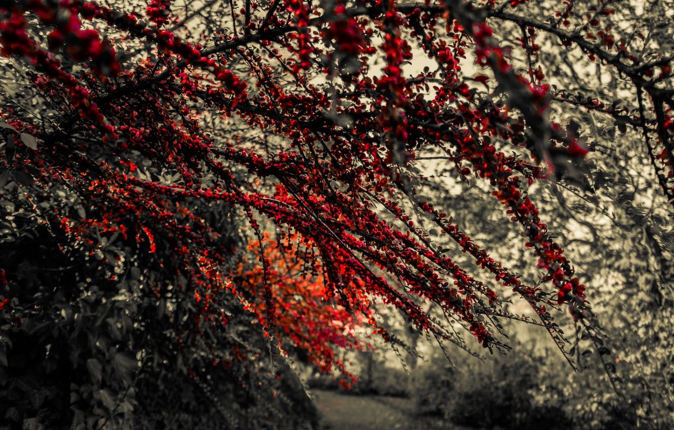 Wallpaper Red, Autumn, Black and White, Leaves, Branches, Berries, Fruit image for desktop, section природа