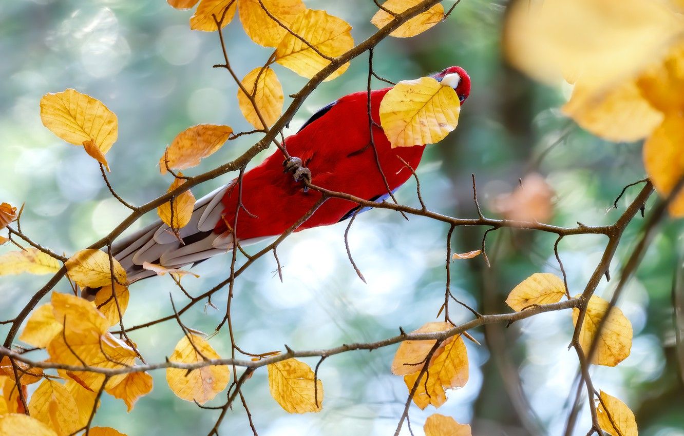 Wallpaper autumn, branches, red, tree, bird, leaf, yellow, parrot, autumn leaves image for desktop, section животные