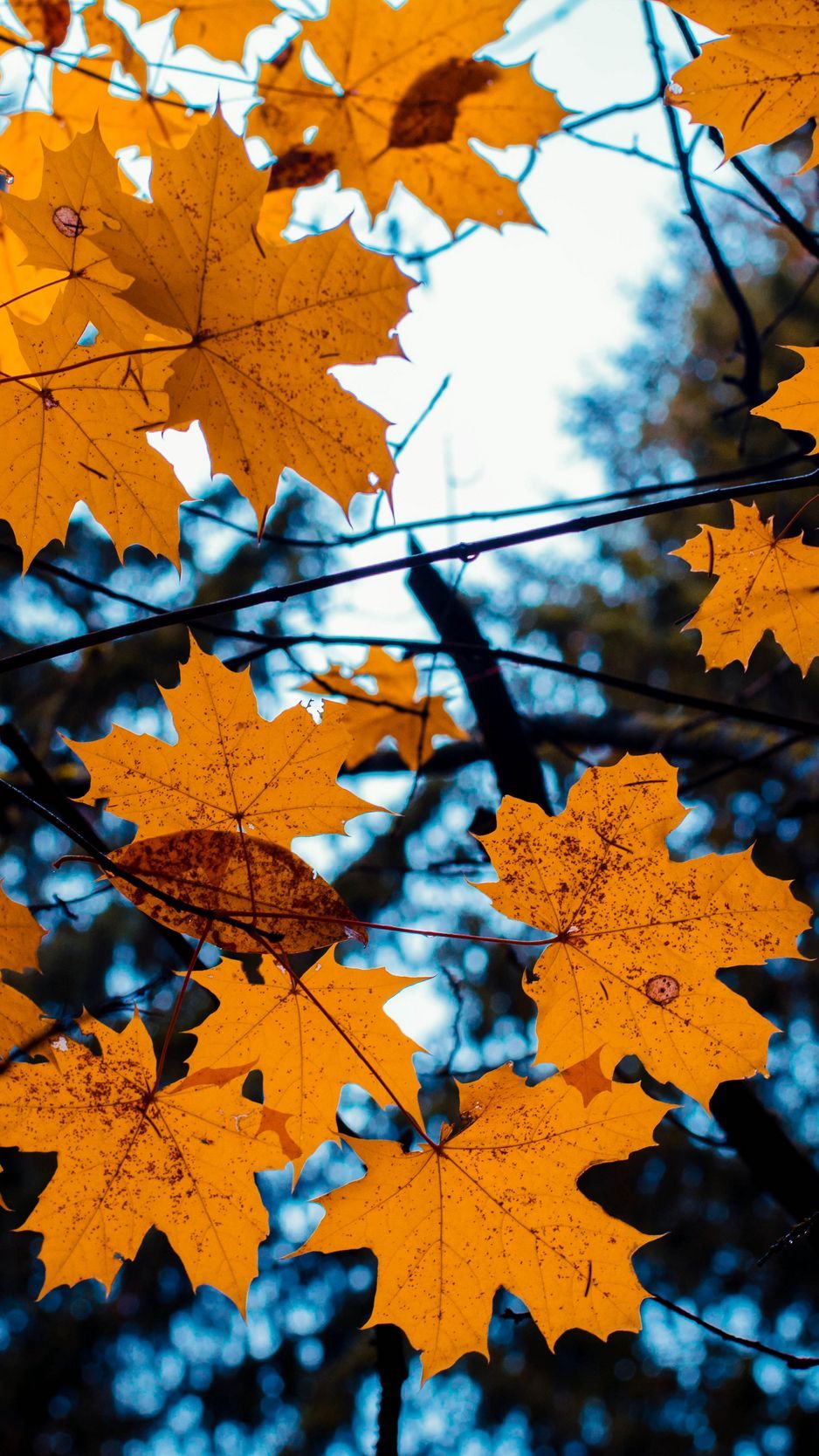 Download Wallpaper 938x1668 Maple, Leaves, Autumn, Branches Iphone 8 7 6s 6 For Parallax HD Background
