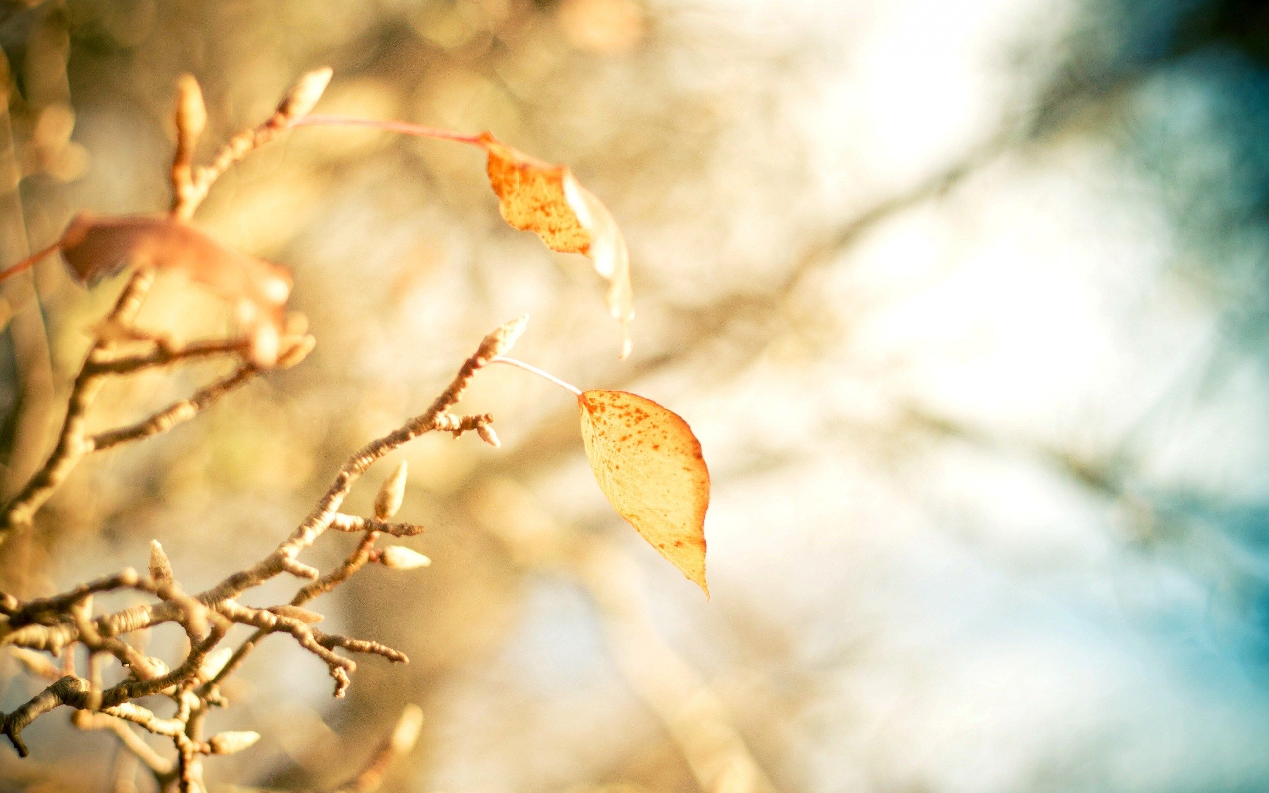 Macro Leaf Branch Autumn wallpaperx1600